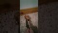 Thumbnail for version as of 03:05, 24 September 2025