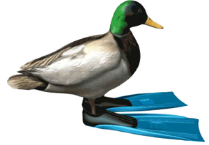 Duck coe.png